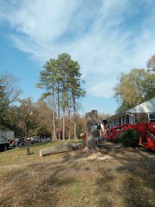 Our professional stump removal service efficiently eliminates unsightly stumps, enhancing your landscape’s beauty and safety. Trust our experts to carefully restore your yard with minimal disruption and complete satisfaction. for Smith Tree Experts in Palmyra, VA