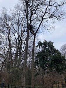 Our Tree Trimming service enhances your landscape by expertly shaping and maintaining the health of your trees, ensuring safety and aesthetic appeal while promoting robust growth and prolonging tree life. for La Fountain Tree Service in Louisville, KY