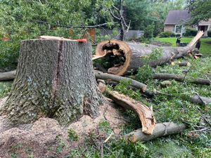 Our professional Tree Removal service specializes in safely and efficiently removing trees from your property, ensuring the well-being of your home and surrounding environment. for DIAZ TREE in Stafford, VA