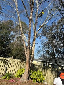 Our professional Tree Trimming service ensures the health and aesthetic appeal of your trees, by expertly removing dead branches, enhancing growth, and maintaining a safe environment around your property. for Mustard Seed Lawn And Tree   in Trenton, FL