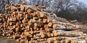 Our comprehensive Tree Removal service ensures safe, efficient removal of unwanted trees, enhancing your landscape's beauty and functionality. Trust us for expert care alongside our reliable snow removal services. for G&M Property Service in Attleboro, MA