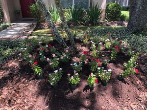 We offer a complete Flower Bed service that will bring beauty and color to your outdoor space. Our experienced team will design, install and maintain the beds for you. for Daniel Sons Landscaping &Maintenance in Tampa, Florida