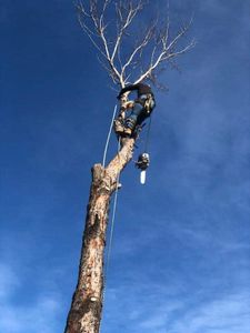 We provide professional tree removal services to help create a safe and healthy environment for your home. We use the latest technology and techniques to safely remove trees without damaging property. for Tree2Tree Tree Service in Sherman, Texas