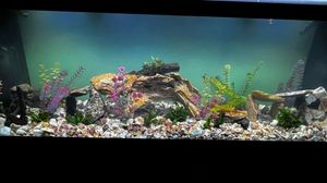 We provide emergency services to keep your aquarium and pond in top condition. Our experienced professionals are available 24/7 to manage any unexpected issues that may arise. for Aquariums by Sharyn in The State of Florida, FL