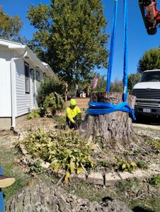 Our stump removal service eliminates unsightly, hazardous tree stumps quickly and efficiently, improving your yard’s appearance, safety, and usability while preventing pest problems and making future landscaping easier. for Mitchell Tree Company in Lathrop, MO
