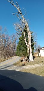 Our Tree Trimming service efficiently removes dead or overgrown branches, enhancing the aesthetics of your property while promoting tree health and reducing potential hazards. for Hayes Tree And HandyMan Services LLC in , 