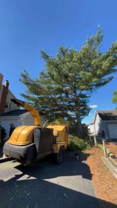 Our Tree Trimming service expertly maintains your trees' health and beauty, enhancing your landscape's appearance while ensuring safety by removing dead or overhanging branches that pose potential hazards. for Dwights Tree Service LLC in Middleborough, MA