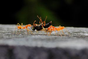 Our Pests We Control service effectively targets and eliminates mosquitoes, flies, spiders, and other common insects using our Automatic Insect Misting System to ensure a pest-free environment for your home. for Stonecreek Solutions in Addison, TX