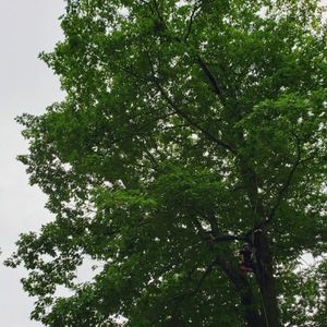 Our Tree Trimming service enhances your landscape's beauty, promotes healthy growth, and prevents potential hazards by expertly shaping and maintaining trees with precision and care. Preserve safety while boosting curb appeal today! for Redemption Tree & Landscape LLC  in Oakham, MA