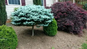 Our trimming service includes expertly shaping and pruning your trees, hedges, and bushes to enhance the overall aesthetic appeal of your property. for NonStop Landscaping in Harrisonburg, VA