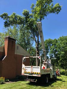 Our Dead Wooding service involves the removal of dead branches from trees, enhancing their health and appearance while minimizing the risk of falling limbs. for Pro Tree Trim & Removal, Llc in Dayton, OH