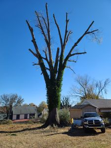 Our professional tree trimming service ensures that your trees are pruned and shaped effectively, enhancing their health and overall appearance, while also ensuring safety for your property. for Smitty's Tree Service in Danville, VA