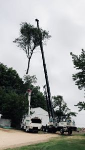 Our Tree Removal service offers homeowners a reliable solution to safely and efficiently remove unwanted trees from their property, ensuring a clean and hassle-free environment. for Fransen's Tree Service  in Freeport, IL