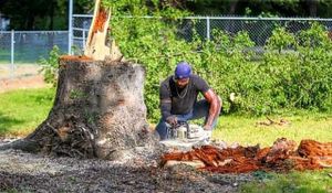 We offer professional stump removal services to quickly and safely remove unsightly stumps from your property. Our experienced team is dedicated to providing quality results. for Tree2Tree Tree Service in Sherman, Texas