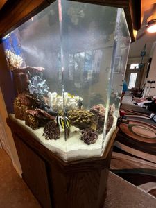 We provide professional short-term and long-term aquarium maintenance for when you’re away—whether it’s just a weekend trip or an extended vacation. Our experienced team will ensure your tank remains in perfect condition by handling feeding, water quality checks, cleaning, and equipment monitoring. From freshwater to saltwater and reef setups, we keep your aquatic pets healthy and your tank looking its best until you return. for Aquariums by Sharyn in The State of Florida, FL