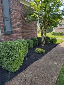 We provide professional shrub trimming services to maintain a neat, clean, and healthy appearance in your yard. Let us help you get the look you desire! for Freedom Works Lawnscaping in Dyer County, Tennessee
