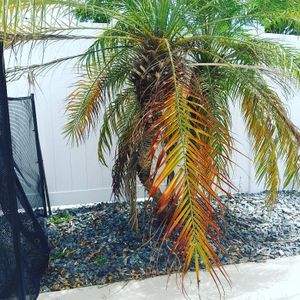 Discover the array of additional services available at our lawn care company to enhance your outdoor space. From landscaping and irrigation to tree removal and pest control, we've got you covered! for Madissons Green in West Palm Beach ,   FL