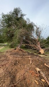 Our professional Tree Removal service ensures safe and efficient removal of unwanted or hazardous trees, enhancing your landscape's beauty while prioritizing the safety and health of your surrounding property. for Alvarez Landscape & Hardscape Service in Rock Hill, SC