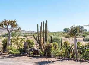 Transform your outdoor space with our Xeriscaping service, designed to conserve water and enhance beauty using drought-resistant plants, reducing maintenance while providing a sustainable and attractive garden solution. for Citiscapes, LLC in Phoenix, AZ