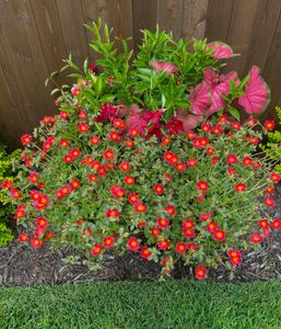 Our Flowerbed Installation & Design service provides beautiful and creative landscaping designs using high-quality plants, shrubs, and flowers to enhance outdoor living spaces. for R & C Landscaping in Keller,  TX