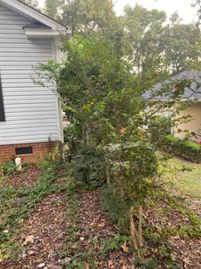 Bush Hogging is a lawn care service that quickly and efficiently removes overgrown brush, weeds, and debris from your property. for Jonathan landscaping in Lexington, South Carolina