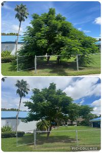 Our Tree Trimming service helps maintain the health and structure of trees on your property, allowing them to flourish for years to come. for Adam's Tree and Stump Care in Sarasota, FL