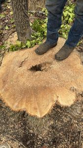 Our Stump Removal service efficiently eliminates unsightly stumps from your property, enhancing aesthetics and safety. We use advanced equipment to ensure thorough removal, promoting healthy landscaping and preventing pest infestations. for DW’s Tree Service in Winston-Salem, NC