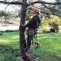 We are an organic Tree Services company. We offer fruit tree trimming, pruning, tree spraying, and removal of dead or hazardous trees. for The Tree Fairy in Ramona, CA