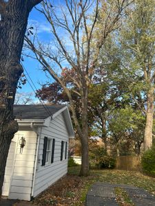 Our Tree Trimming service offers professional and efficient trimming for homeowners who want to enhance the aesthetic appeal and overall health of their trees. for Fransen's Tree Service  in Freeport, IL