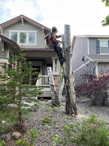 We offer expert tree climbing services for hard-to-reach trees. If a bucket truck can’t access the tree, we climb—ensuring safe, professional trimming and removal in any location. for Graham’s Tree Services in Pierce, CO