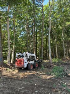 Our Land Clearing service efficiently removes trees, shrubs, and debris to prepare your property for construction or landscaping projects, ensuring a clean slate and enhancing the usability of your outdoor space. for Dwights Tree Service LLC in Middleborough, MA