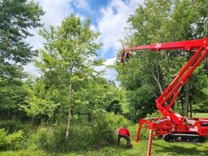 Enhance your property's safety and beauty with our professional Tree Trimming service, expertly shaping and maintaining healthy trees while removing hazardous branches, ensuring optimal growth and vibrant landscapes for your home. for Smith Tree Experts in Palmyra, VA