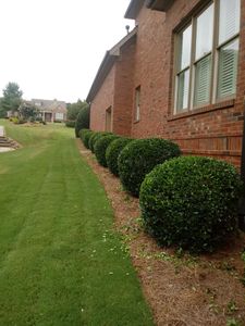 Our trimming service is designed to maintain the health and beauty of your lawn by removing excess growth from trees, shrubs, and hedges. We use precision trimming techniques to create a well-manicured look for your property. for Grass Monkey in Gainesville, GA