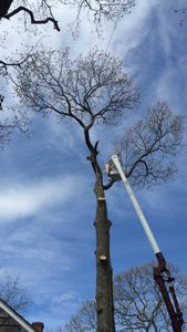 Our team of certified arborists provides safe and cost-effective solutions to homeowners for tree removal or pruning, always aiming to prevent cutting down trees unless unavoidable due to disease or damage. for Clovis Outdoor Services in Stony Brook, New York