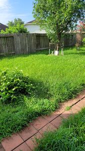 Our Fall and Spring Clean Up service provides a complete maintenance package for your yard, including debris removal and lawn care. Get ready for the season with our professional help! for T.W. Lawn Care in Pearland, TX