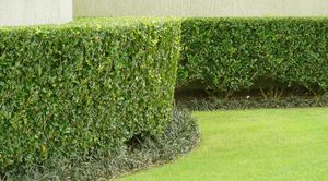 Our shrub trimming service keeps your landscape neat, healthy, and attractive by shaping overgrowth, encouraging balanced growth, improving curb appeal, and maintaining shrubs to complement your home’s overall appearance. for Loredo's Landscaping in New Caney, TX