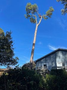 Our Removals & Spike-Less Pruning service safely manages tree health and aesthetics, enhancing your property while ensuring efficient stump removal without damage to surrounding areas. experience reliable care from our expert team. for Sasquatch Tree Services LLC in Spartanburg, SC