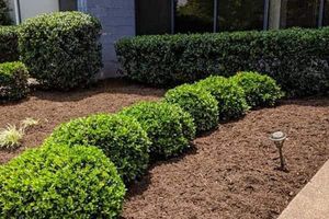 The Tree and Shrub Pruning service is an expert, thorough, and professional service that prunes trees and shrubs to improve their health and appearance. for LodgeLawn LLC in Chesapeake, VA