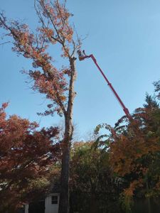 Our Tree Removal service provides safe, efficient removal of unwanted or hazardous trees, protecting your property and landscape. Trust our experts to carefully manage each project with minimal disruption and complete cleanup. for Smith Tree Experts in Palmyra, VA