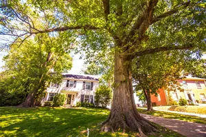 Our Tree Trimming service helps homeowners maintain the health and appearance of their trees by safely removing dead or overgrown branches, enhancing overall beauty and reducing potential risks. for Benjamin & Sons in Elmira, NY