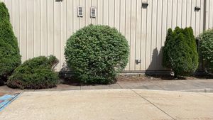Enhance your property's curb appeal with our expert shrub trimming service, ensuring healthy growth and a polished look for your landscape. Trust us to maintain the beauty of your outdoor spaces year-round. for Reliable Property Maintenance in 46322, IN