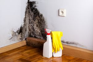 We provide professional mold remediation services to help keep your home safe and healthy. Our experts will identify, remove, and prevent any potential mold growth in your home. for Scorzi’s Auto Detailing in Springfield, MA
