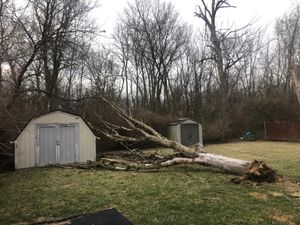 Our Tree Removal service offers professional and efficient removal of unwanted or hazardous trees, ensuring the safety and peace of mind for homeowners. for Pro Tree Trim & Removal, Llc in Dayton, OH