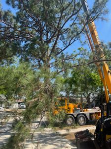 We provide professional tree removal services to safely and efficiently remove trees from your property. Guaranteed satisfaction! for Adam's Tree and Stump Care in Sarasota, FL