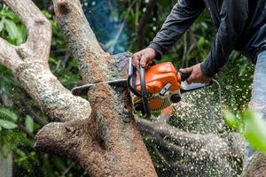 Our tree removal service safely eliminates unwanted trees, enhancing your yard's beauty and safety. Complementing our landscaping expertise, we also offer reliable snow removal to ensure your property remains accessible year-round. for Ludlows Services in Davenport, FL