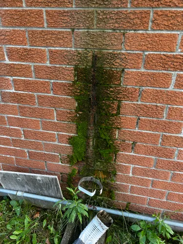 Moss growth on a Greater Sudbury property surface