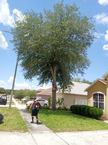 All Photos for A Southern Style Tree Service in Orlando, FL