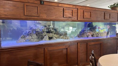Short & Long-Term Aquarium Care for Aquariums by Sharyn in The State of Florida, FL