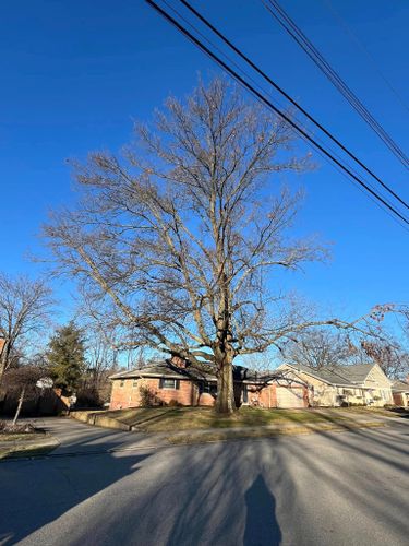 Pruning for Precision Tree Service, Inc. in Ryland Heights, KY