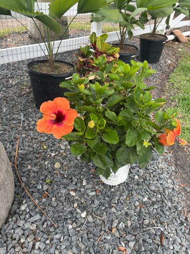 Plant Installation for Lawn Caring Guys in Cape Coral, FL